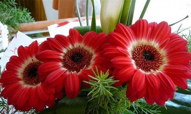 Secrets of caring for indoor gerberas at home