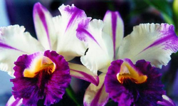 Орхидея: уход и пересадка, полезные советы