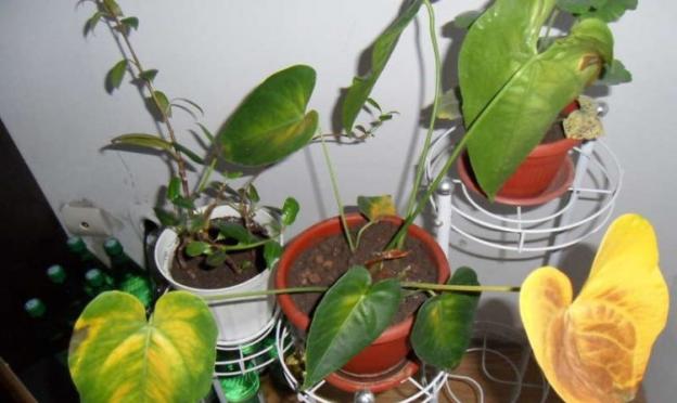 First aid for a green friend - why do anthurium leaves turn yellow and what to do to save it?