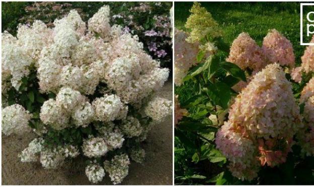 Hydrangea paniculata: the best varieties with photos and descriptions
