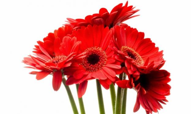 Gerberas, planting and care at home