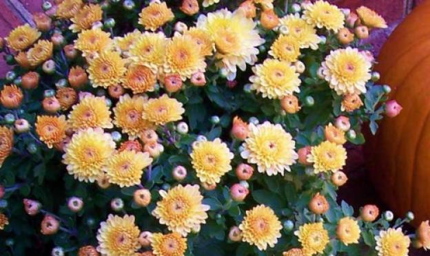 Хризантема садовая мелкоцветковая: посадка и уход